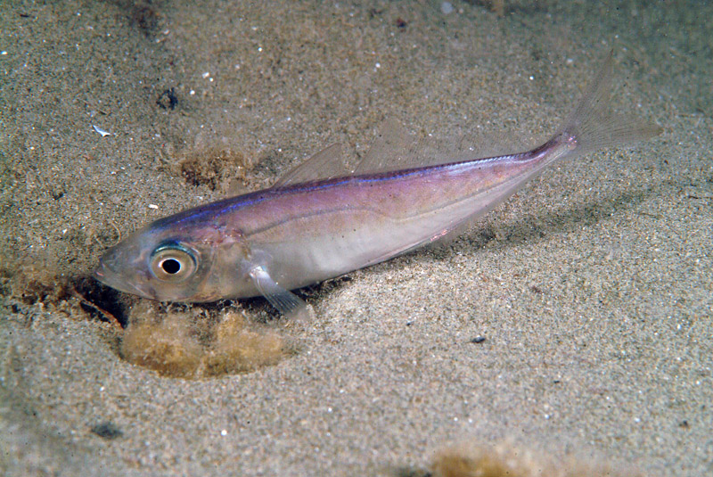 Trachurus cf. mediterraneus